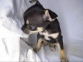 子犬ワン｜チワワスムース ブラックタン 女の子 2009.10.26生
