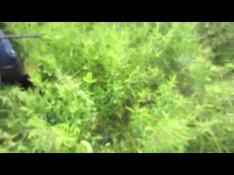 YouTube reptile video
