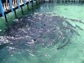 Huge fish eating