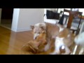 Redding & TomTom play at home