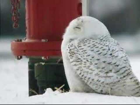 Snowy Owl, Wayne Co., MI 20-Jan-2007