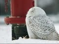 Snowy Owl, Wayne Co., MI 20-Jan-2007