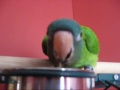 blue crown conure blue crown conure