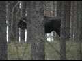 ?ubry - dwa byki