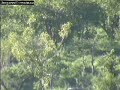Cats Kill at the Water Hole - 1
