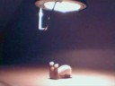 Blinky the snail