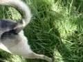 Mawo, chien de la SPA