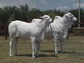 Animais selecionados para o Leilão Nelore 42 de 2008.