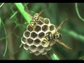 Moby - Honey (DJ Stupid Remix)