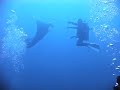 Diving with manta rays -- a memory for life. theoikaris.com Diving with manta rays -- a memory for life. theoikaris.com