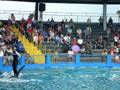 videos de seaquarium