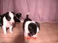 4 Week Old Border Collie Puppies DarnFar