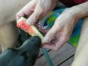 Weimeraners LOVE Watermelon!