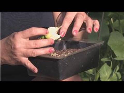 Indoor Gardening: Grow 50 Delectable Edibles In Your Home image