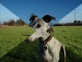 Meine 5 Galgos aus Spanien