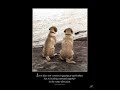 i made a picture slideshow to the song because you loved me by celine dion