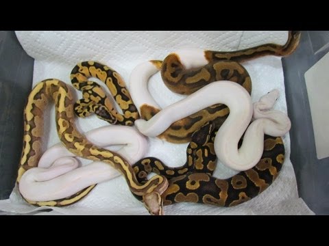 how to properly hold a ball python