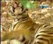 Monkey & Tiger having FUN
