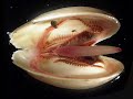 Este trabalho aborda o filo Molluscae suas divisões e curiosidades.
