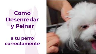 3 - ¿Cómo desenredar a un perro con nudos correctamente?