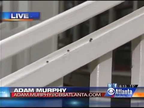 how to control kudzu bugs