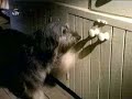 seguridad de animales