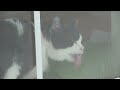 Bandit the Window Cleaner