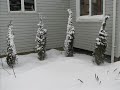a winter at appleman
