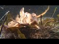Baby Leopard Sharks
