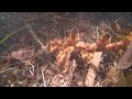 Baby Leopard Sharks