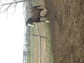Honey Ducth Warmblood/Clyde cross for sale