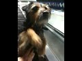 Dog Confused By Escalator