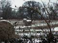 Video Postcard. GRANTHAM WINTER LANDSCAPE Slideshow - pc39.