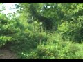 Mothman's TNT Area