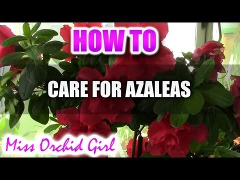 how to replant azaleas