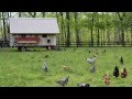 Laying Hens in the Spring