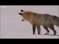 Liška obecná (Vulpes vulpes) a její kořist.   - video