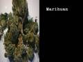 Die Bekiffte Republik - Cannabis: Illegal, Legal, egal? P.1