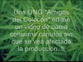 EL PORRO QUE VIENE