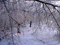 Pittsfield State Forest Ice Storm