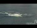 Humpback lunge-feeding off British Columbia