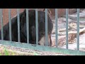 Click here to watch this video 届きそうで届かない・・アメリカクロクマ~American Black Bear wants to take grass