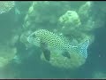 Malaysia - Tioman Island - Main Beach UW