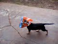 Zoando com a cachorra Zoando com a cachorra
