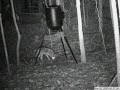 coyote