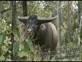 Water Buffalo in Australia