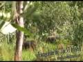 videos de Water Buffalo in Australia