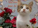 video des rose rouge pour toi maman