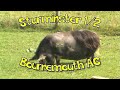 Bournemouth AC at the Sturminster 1/2 - 2009