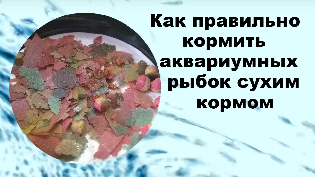 Как правильно кормить аквариумных рыбок сухим кормом.